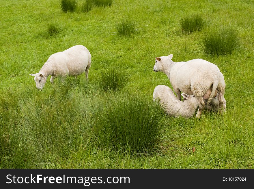 Mother sheep breast feeding 2 lambs. Mother sheep breast feeding 2 lambs