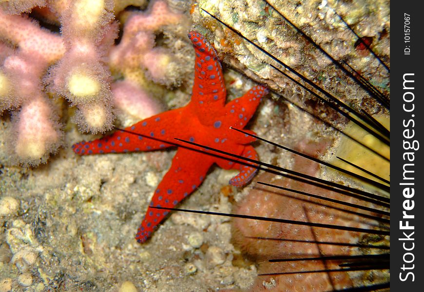 A red starfish and a sea urchin in the Red Sea. A red starfish and a sea urchin in the Red Sea