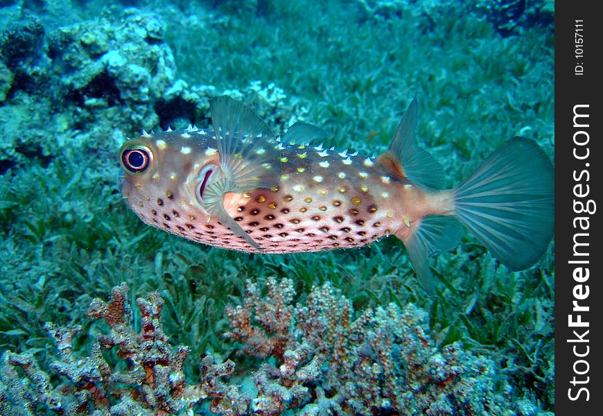 A Blowfish in the Red Sea
