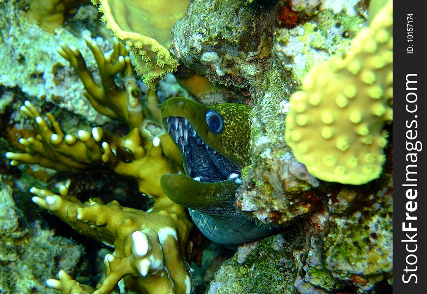 A Muraena (eel) in the Red Sea