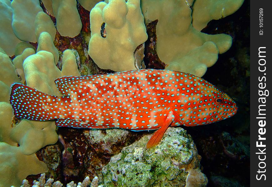 A redfish in the Red Sea