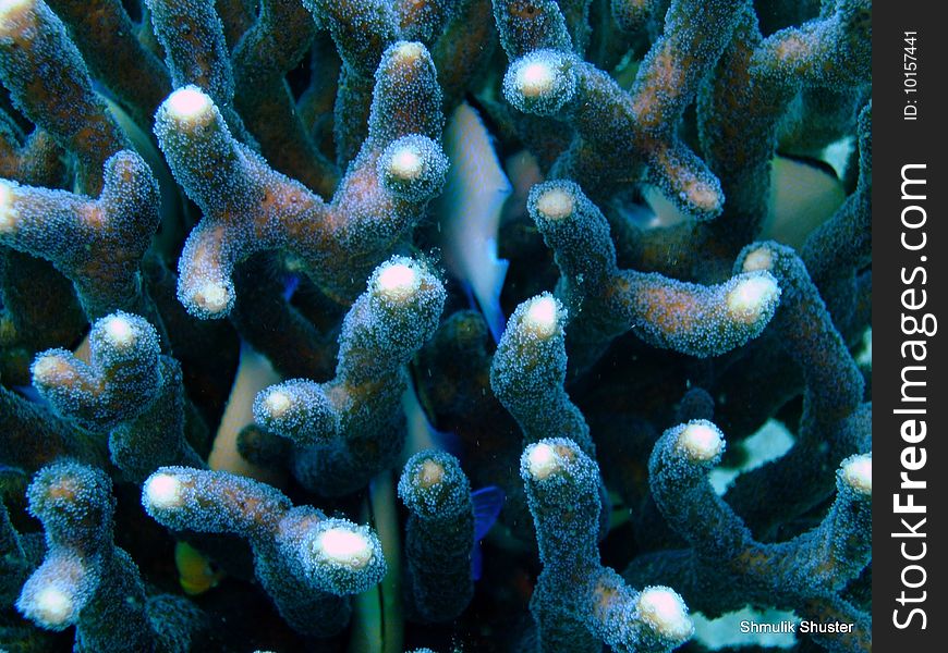 White corals in the Red Sea