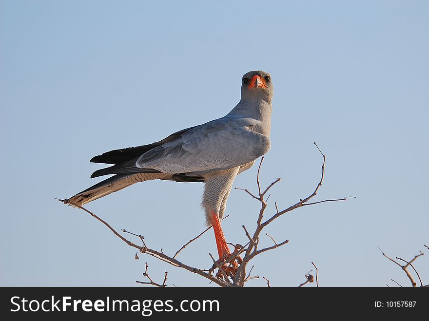 Chanting Goshawk