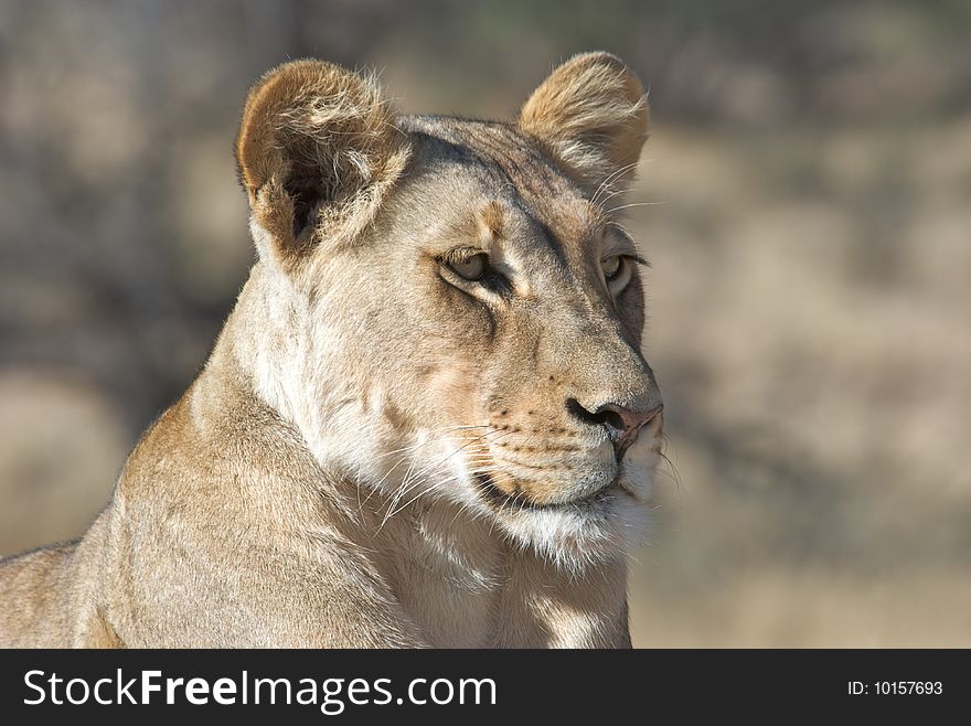 Lioness in the Kalahari Desert dunes in Kgalagadi Transfrontier Park, South Africa