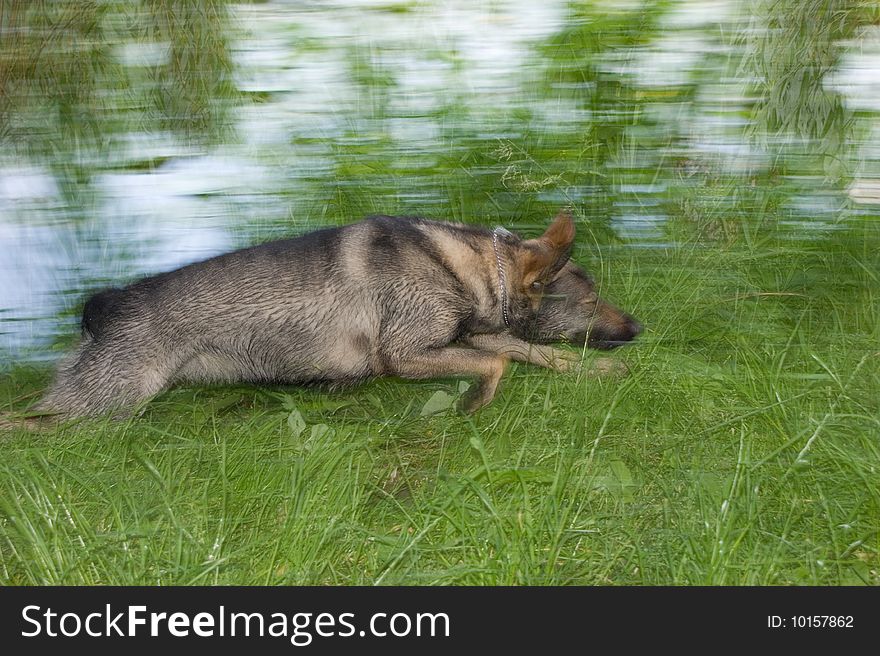 Running dog motion blur natural green and blue background