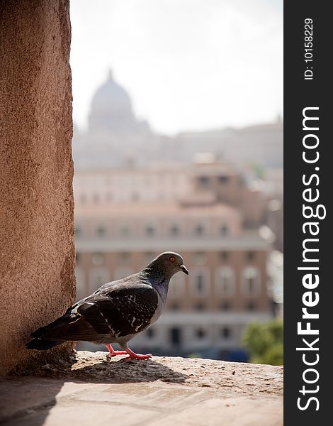 Pigeon resting on a window of the Sant Angelo castel, with Vatican in the background. Rome, Italy. Pigeon resting on a window of the Sant Angelo castel, with Vatican in the background. Rome, Italy