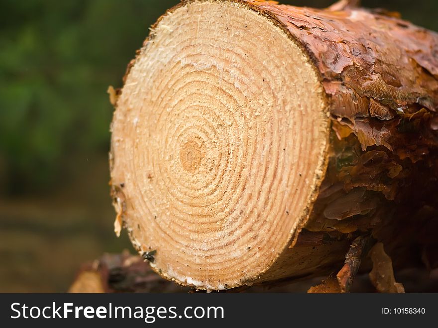 Logs from a pine on timber cutting