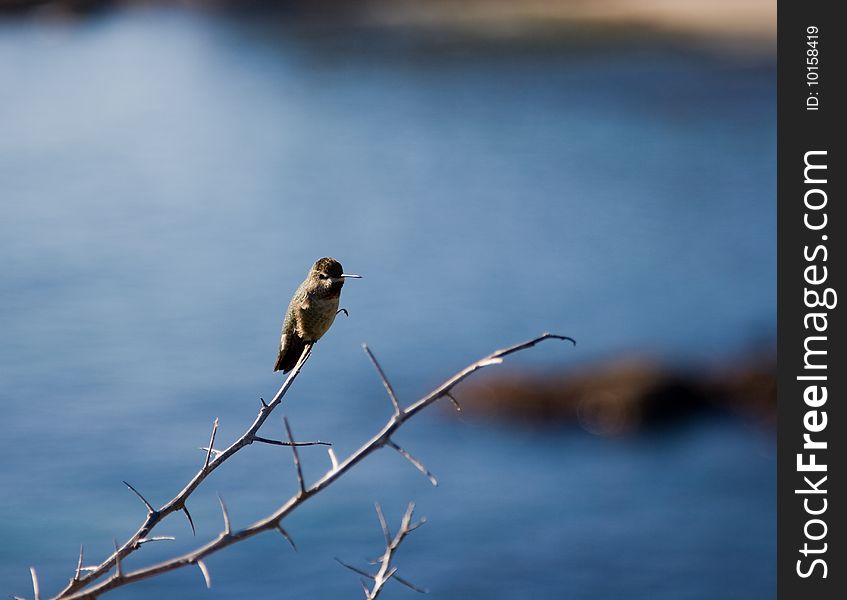 A perched hummingbird with the ocean in the background.