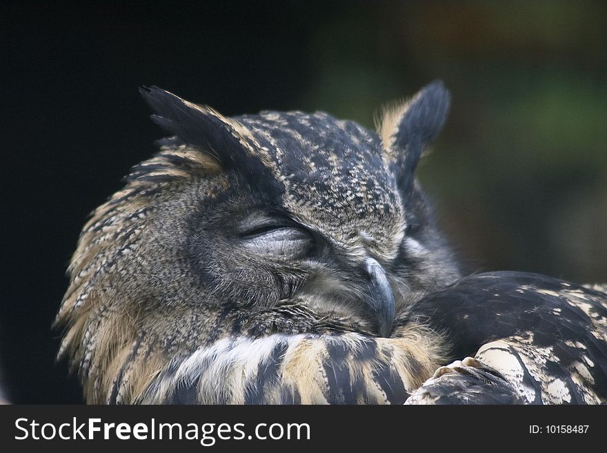 A close-up shot of an owl taking a rest. A close-up shot of an owl taking a rest.