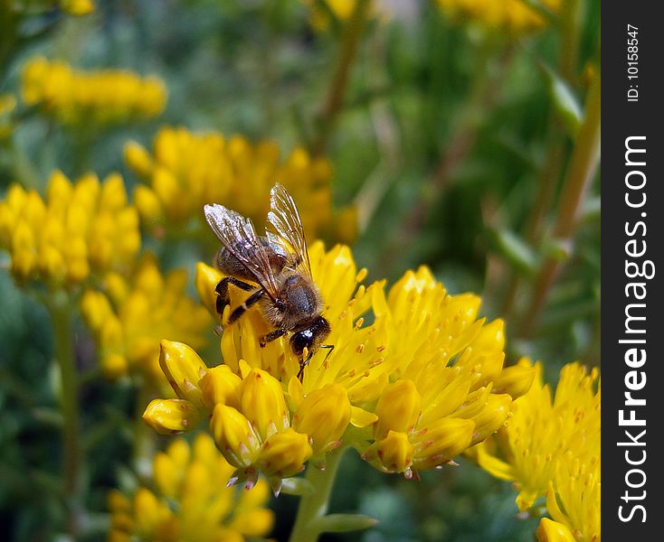 Bee On Yellow Flowers.