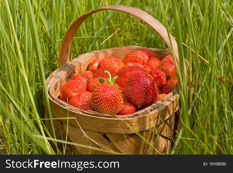 Herb basket strawberries of the berry. Herb basket strawberries of the berry