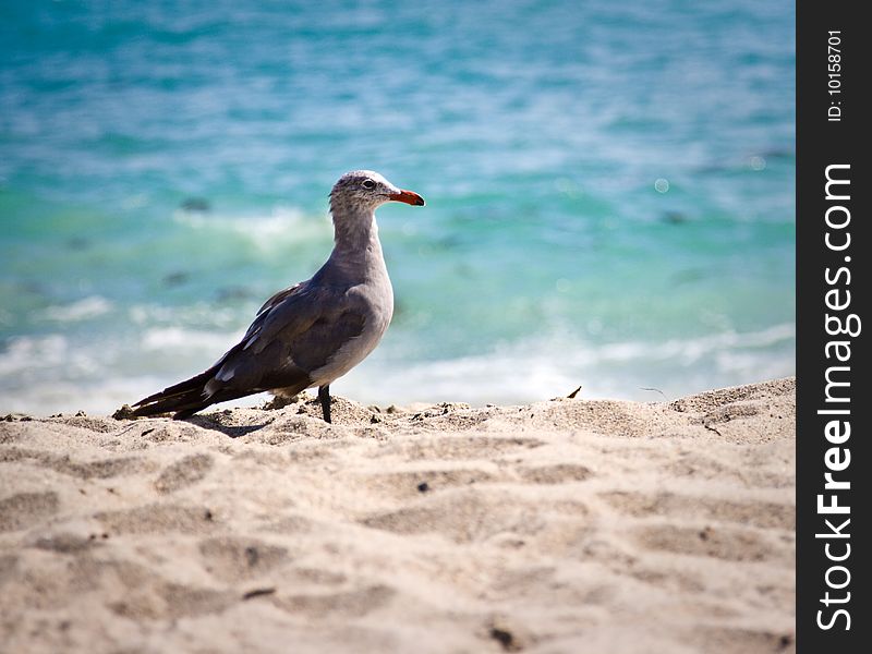 A grey seagull at Aliso Beach, California. A grey seagull at Aliso Beach, California.