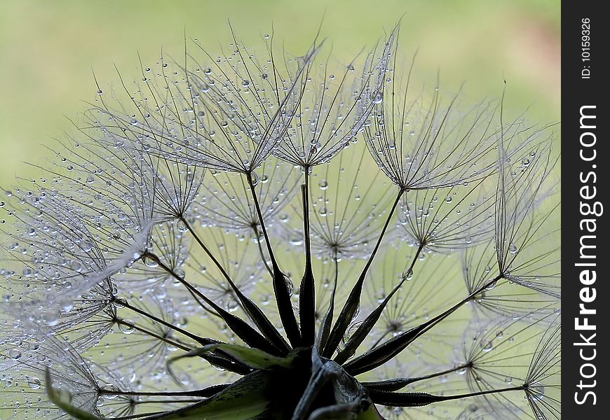 Water droplet on dandy seeds