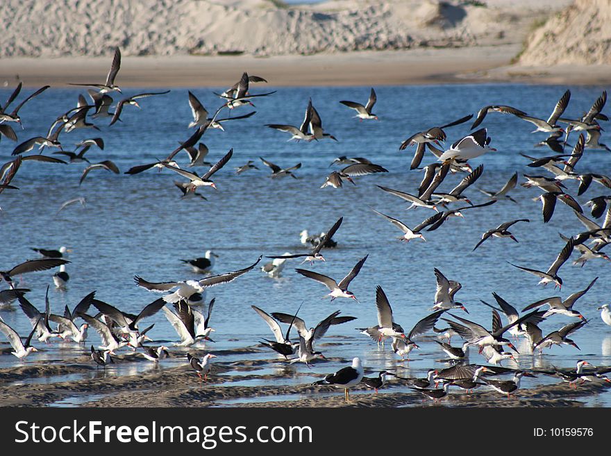 Some gulls flying over the sea. Some gulls flying over the sea.