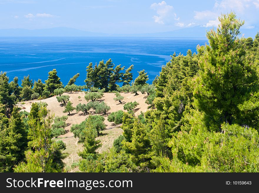 View from above by Olive trees and Aegean Sea. Greece, Halkidiki, Kassandra.