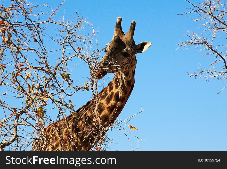 Female giraffe eating bush on sky background