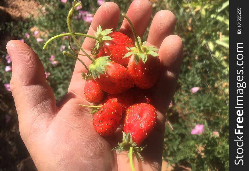 Today&x27;s Strawberry Handful