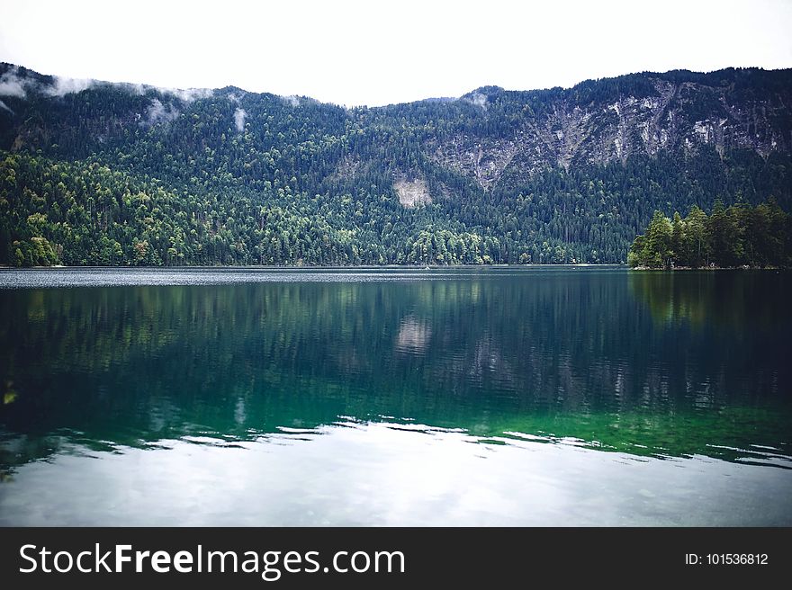 Calm, Waters, Conifers, Environment,