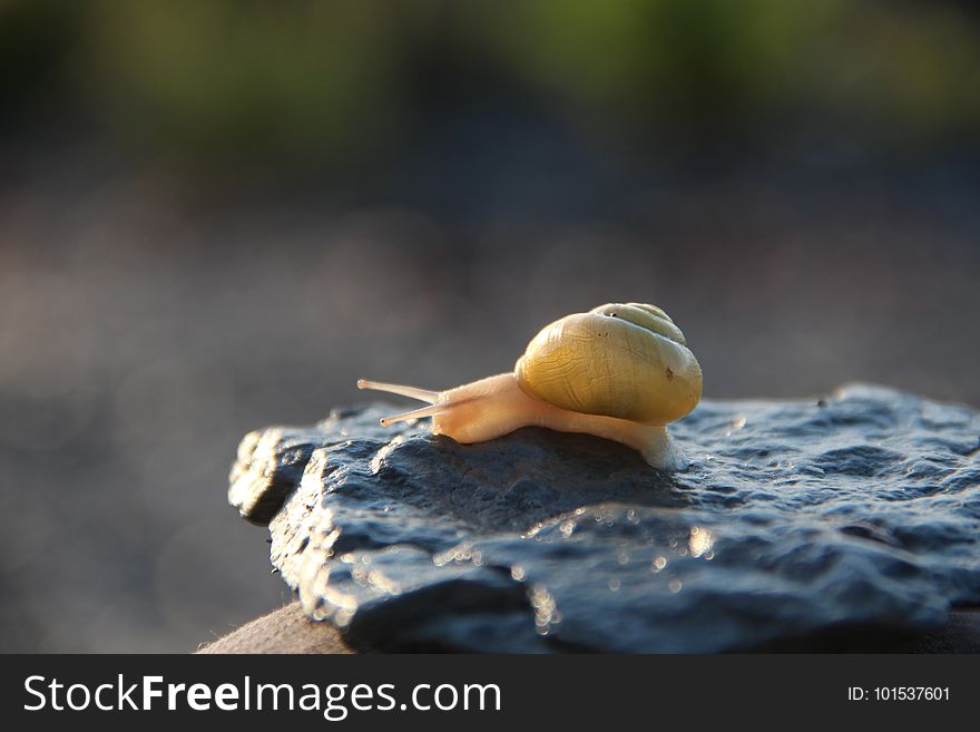 Snail, Close Up, Snails And Slugs, Branch