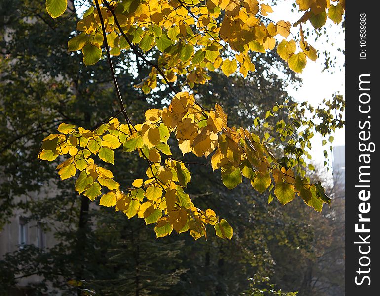 A branch with yellow and green leaves illuminated by sunlight. A branch with yellow and green leaves illuminated by sunlight