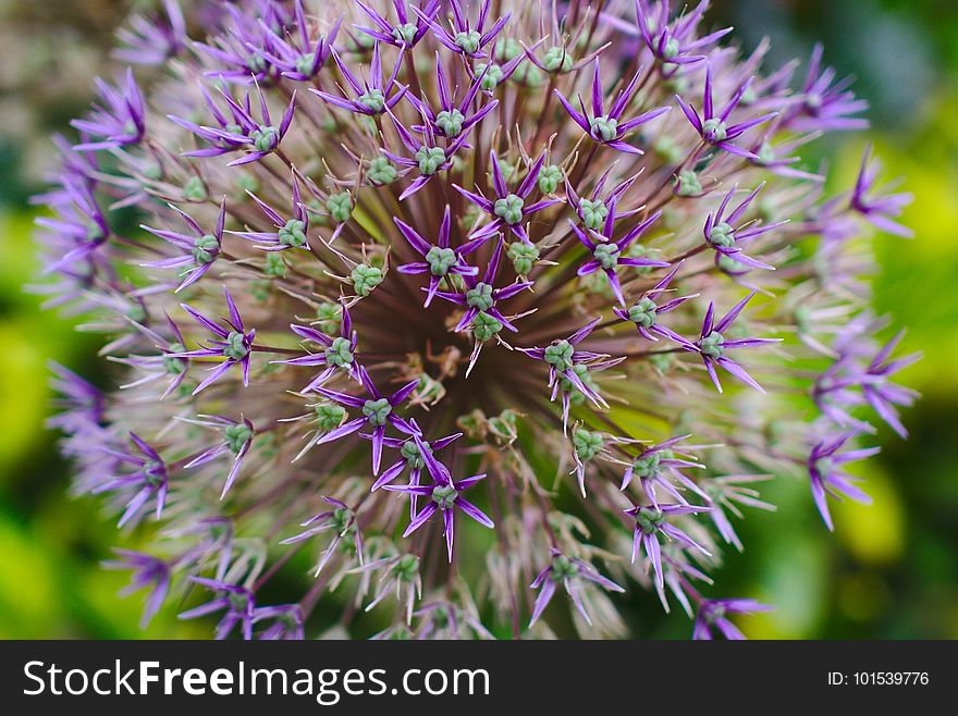 Flower, Plant, Flora, Purple