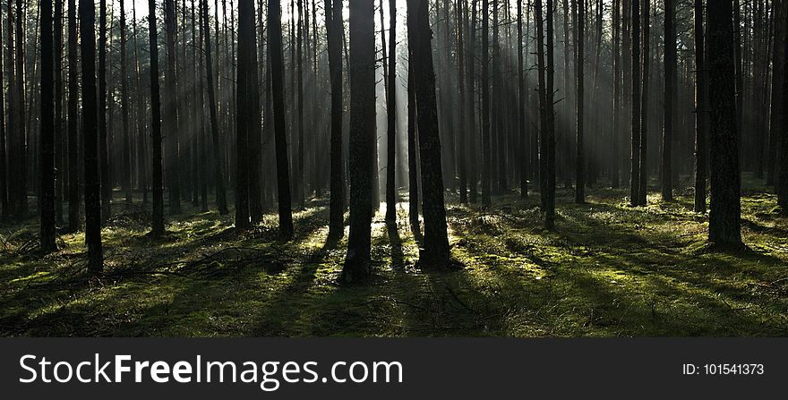 Forest, Ecosystem, Woodland, Spruce Fir Forest