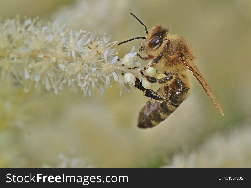 Honey Bee, Insect, Bee, Invertebrate