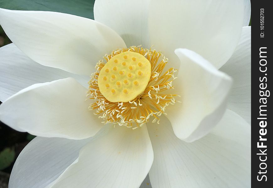 Flower, White, Yellow, Petal