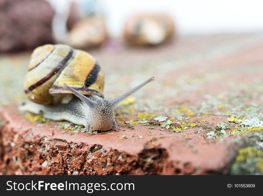 Snails And Slugs, Snail, Slug, Organism