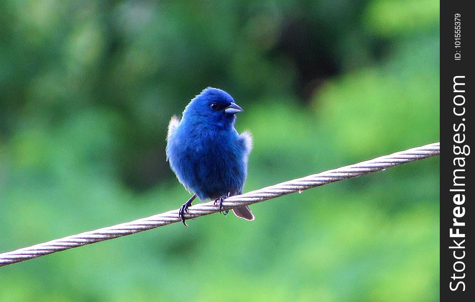 Bird, Bluebird, Beak, Fauna