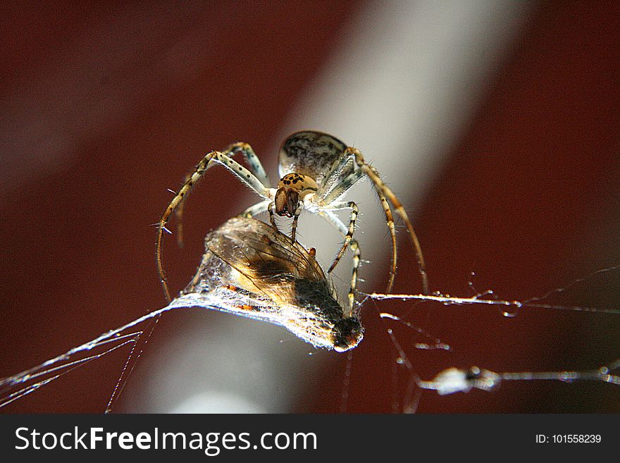 Insect, Invertebrate, Macro Photography, Arachnid