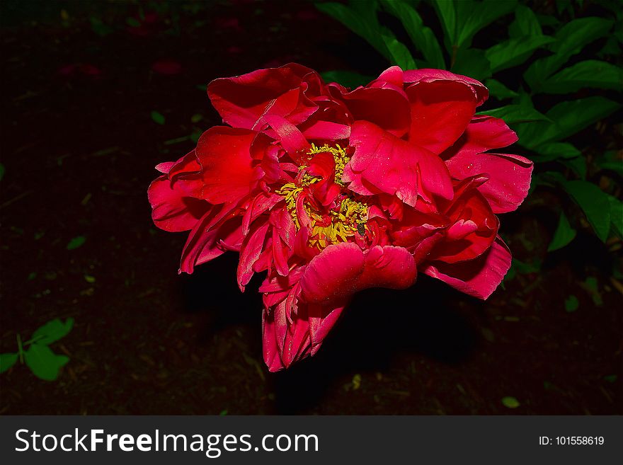 Flower, Red, Pink, Plant