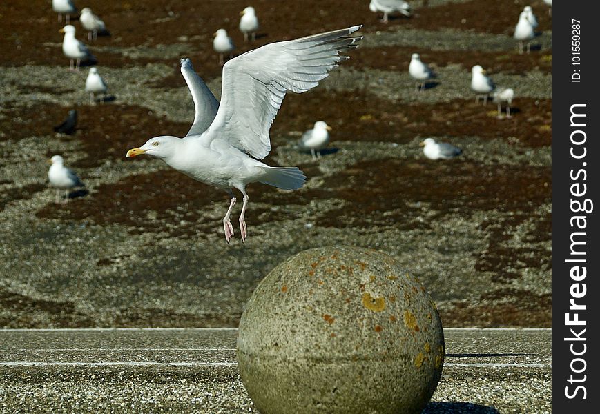 Bird, Gull, European Herring Gull, Seabird