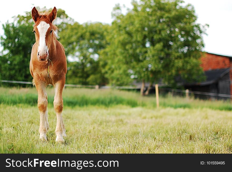 Horse, Pasture, Grassland, Grass