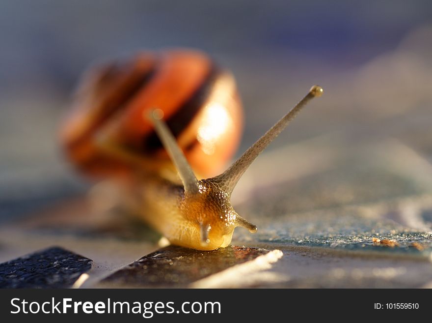 Snails And Slugs, Snail, Invertebrate, Fauna