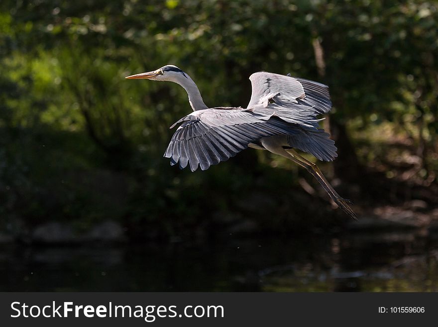 Bird, Ecosystem, Beak, Nature Reserve
