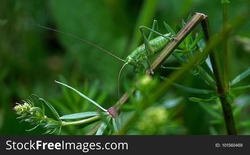 Insect, Grasshopper, Locust, Invertebrate