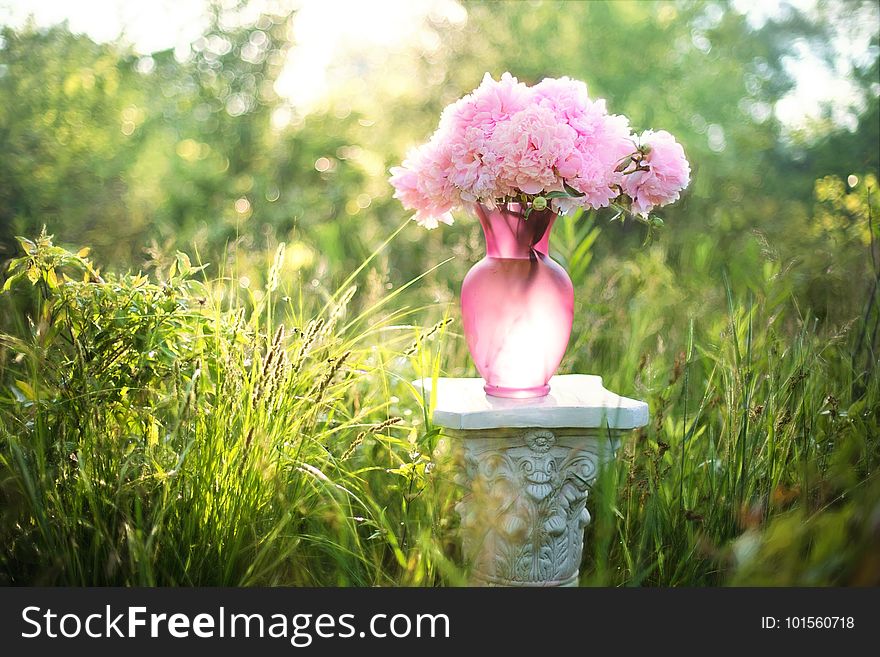 Pink, Flower, Plant, Spring