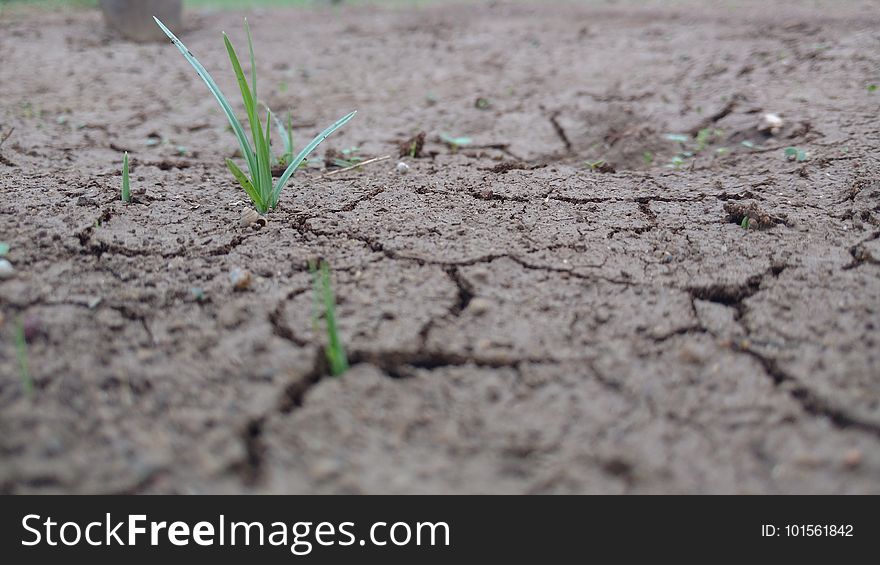 Soil, Drought, Grass, Plant