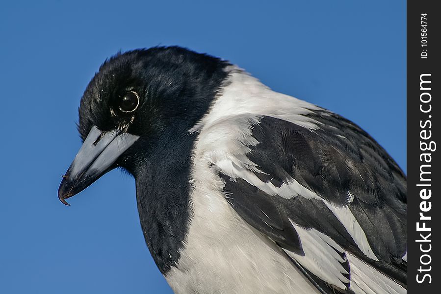 Bird, Beak, Fauna, Close Up