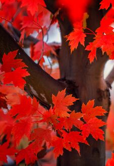 Red Maple Leaves Royalty Free Stock Image Red Maple Leaves Royalty Free Stock Image