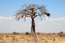 Thin Baobab Tree With Big Nests In African Savanna Stock Photo Thin Baobab Tree With Big Nests In African Savanna Stock Photo