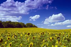 Sunflower Field Stock Photo Sunflower Field Stock Photo