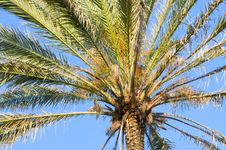 Palm Tree Stock Photography
