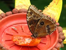 Morpho Peleides Royalty Free Stock Photos Morpho Peleides Royalty Free Stock Photos