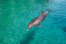 Bottlenose Dolphin In A Green Sea Royalty Free Stock Image Bottlenose Dolphin In A Green Sea Royalty Free Stock Image