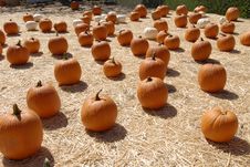 Pumpkin Patch Royalty Free Stock Photos Pumpkin Patch Royalty Free Stock Photos