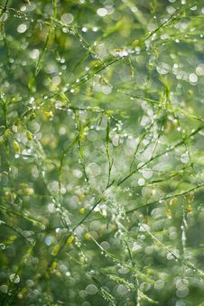 Rainy Green Royalty Free Stock Image