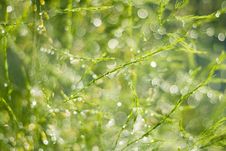 Rainy Green Stock Photography