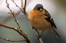Chaffinch Stock Image